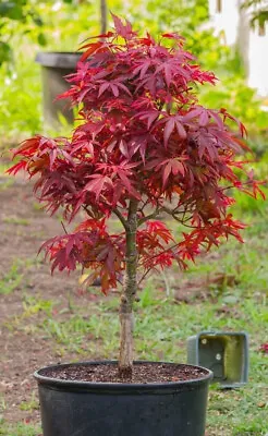 Acer Tree Japanese Maple Red 3L Pot 60cm H Delivered To Your Door • £28.99