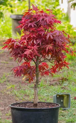 Acer Tree Japanese Maple Red 3L Pot 60cm H Delivered To Your Door • £28.99