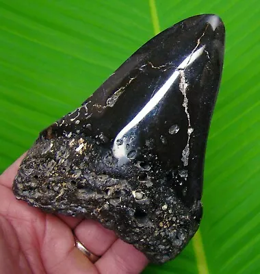 MEGALODON SHARK TOOTH - 4 & 15/16  In.  - UGLY Inshore - REAL FOSSIL MEGLADONE • $65