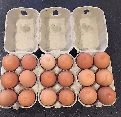 100 1/2 Dozen New Egg Boxes/cartons Suits Poultry Medium/large Chicken  Eggs • £15.85