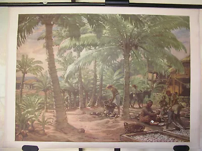 Mural Coconut Palm Tree Nils Asplund 90x65 ~ 1944 Vintage Chart • $191.17