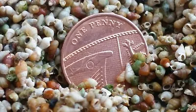 100 Smallest Micro Shells Tiny Seashells Little Small Art Craft Miniature Sea  • £4.75