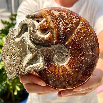 1.93LB Rare Natural Polished Natural Conch Fossil Specimens Of Madagascar • $21.06