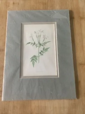 Edwardian Flower Print Of A White Jessamine Mounted • £9.90