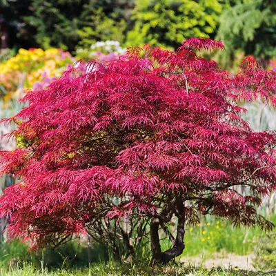 T&M Acer Palmatum Atropurpureum Hardy Japanese Garden Maple Tree 9cm Plant Pot • £9.99