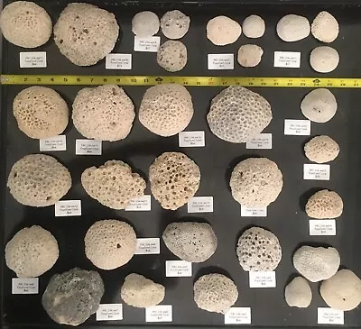 Each Is Priced Separately-Sea Corals Fossils - Brain - Rose From $19 To $300 • $19