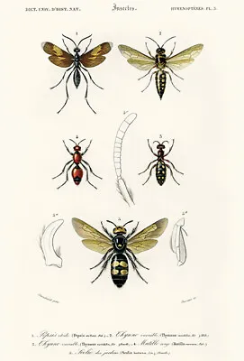 Spider Wasp (Pepsis Stellata) - Australian Wasp - Velvet Ant 1849 Insect Magnet • $8.99