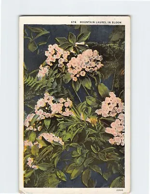 Postcard Mountain Laurel In Bloom • $20.76