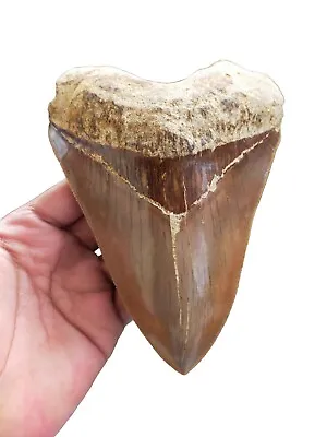 Megalodon Shark Tooth Fossil • £750