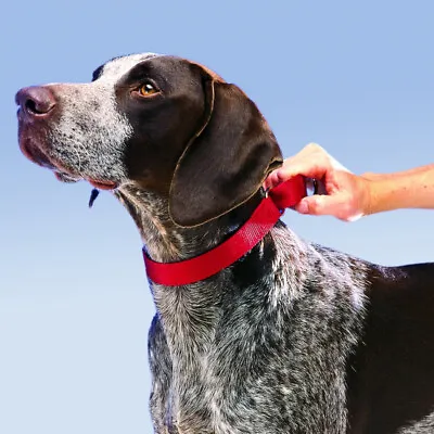 Martingale Big Dog Collar ~ S M L Large No Buckle Nylon Training Adjustable • $8.95