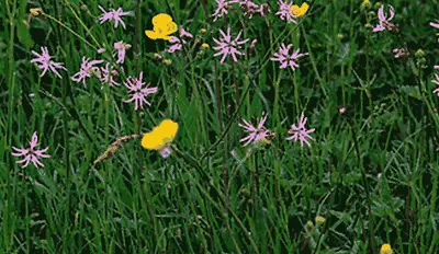 Wild Flowers And Meadow Grasses For Damp Areas And Pond Surrounds.  • £2.70