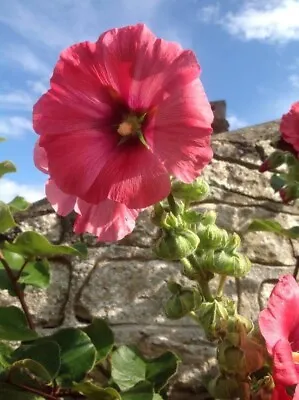 25+ Hollyhock Seeds - Strawberry Pink (Giverny) • £1.60