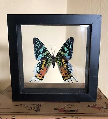 Uranidae Madagascan Sunset Moth Framed Double Glass • $25