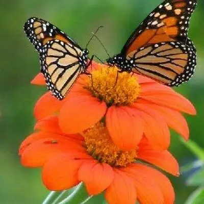 Sunflower MEXICAN TORCH Bees Butterflies Hummingbirds USA Non-GMO 100+ Seeds! • $3.98