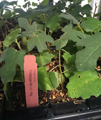 Chicago Hardy Fig Tree - Live Plant - Very Cold Hardy - Self Fertile  • $17.07