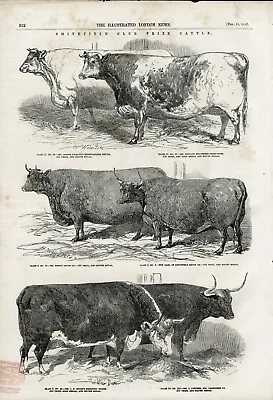 £5.99 • Buy PRIZE CATTLE ROYAL AGRICULTURAL SOCIETY SHOW ANTIQUE 1852 PRINT HARRISON WEIR B4