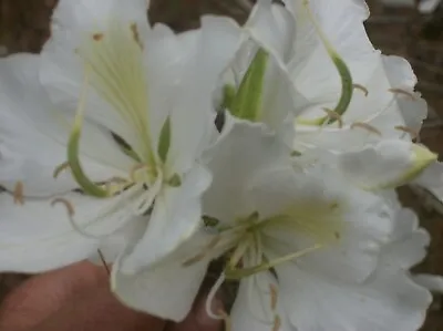 $4 • Buy White Flowering  Orchid Tree, 20+ Fresh Seeds
