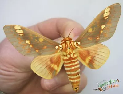 Citheronia Bellavista Tropical Moth SET X1 A1- Entomological Specimen *NICE*. • $22.67