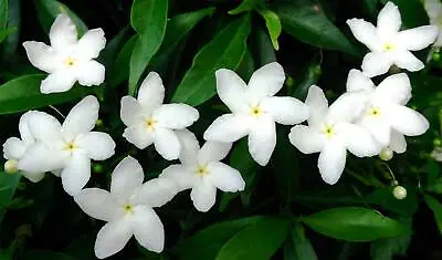 Tabernaemontana Divaricata - Crape Jasmine East India Rosebay - 5 Seeds • £2.55