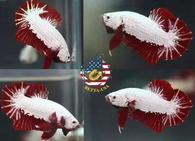 Live Betta Fish High Quality Halfmoon Plakat HMPK Male Red Dragon  • $18.95