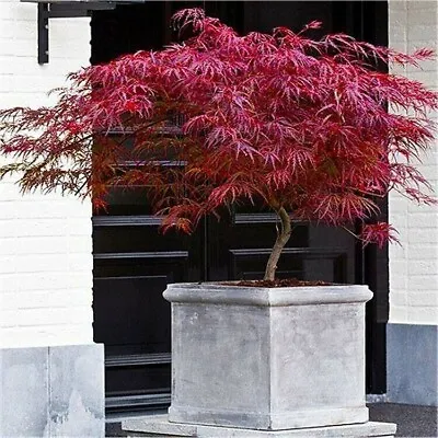 Acer Tree Japanese Maple Palmatum Dissectum Firecracker Dwarf Tree 2-3L Pot  • £32.99
