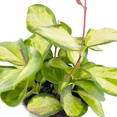 £9.45 • Buy Wax Plant (Hoya Carnosa Tricolor) Trailing Easy Care Succulent House Plant