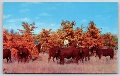 $3.50 • Buy Animals~Santa Gertrudis Cattle On El Chico Ranch Texas~Horses~Vintage Postcard