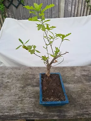 Oak Bonsai Tree Querus Robur C.20 Years Old Thick Aged Trunk • £49