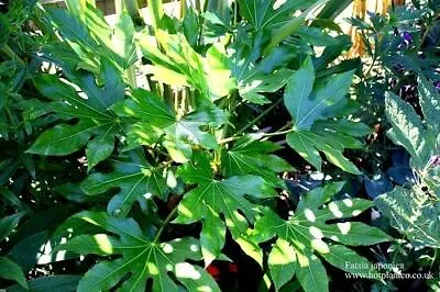 Fatsia Japonica Japanese Aralia 9cm Pot Max Postage Charge £5.90 See Description • £3.99