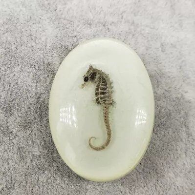 Vintage Lucite Encased Seahorse Creature Pin Brooch • $11.95