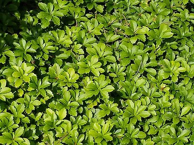 Pachysandra Spurge 120 Bare Root Plants • $272.40