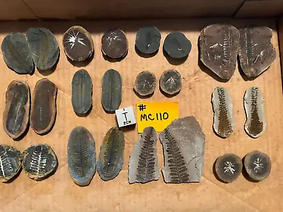 Mazon Creek Fossils !!   Lot Of 12 Pairs Of Plants !!   See Photos !! #MC110 • $65