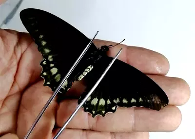 Papilio Battus Eracon MALE  Super Rare.A1- • $1