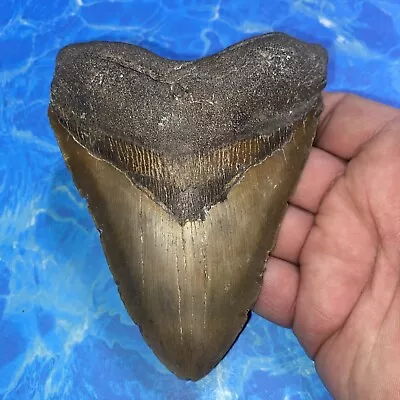 Megalodon Shark Tooth 5.29” Huge Teeth Meg Scuba Diver Direct Fossil Nc 2845 • $132.50