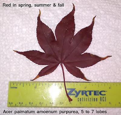 $4 • Buy Red Japanese Maple, Acer Palmatum Amoenum Purpurea, 25 Seeds