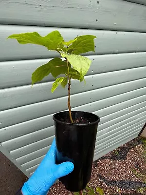 Catalpa Bignonioides Fabulous And Unusual Indian Bean Tree / Plants Farm Garden • £18.50