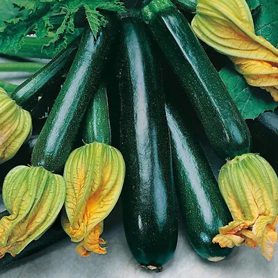 COURGETTE 'Green Bush' Plug Plant Vegetable -  Free P&P OVER £20 • £99