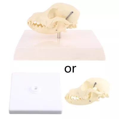 Canine Dog Skull Model Anatomy Skeleton Veterinary Specimen Teaching Display • $26.52