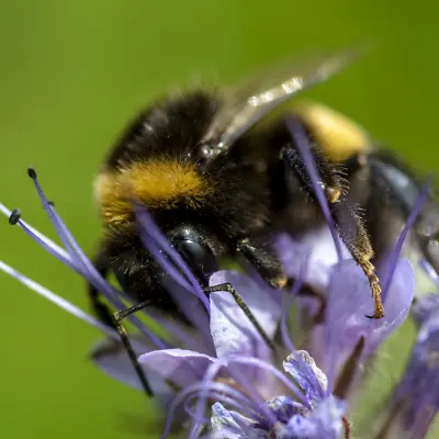 Honey Bee Meadow Mix - Wildflower And Grass Seed Mixture (3 Grams) • £2.49