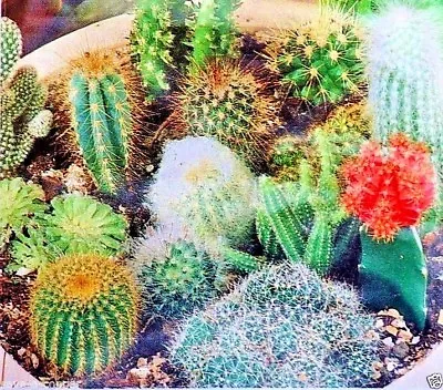 Cactus - Mixed - Flowering House Plant - Approx 20 High Quality Flower Seeds • £0.99