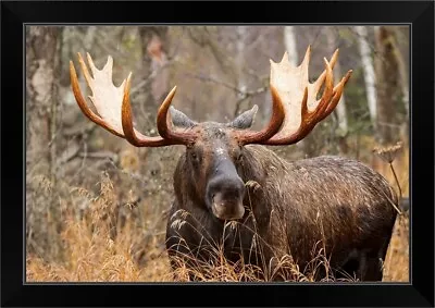 Bull Moose In Rutting Season Black Framed Wall Art Print Wildlife Home Decor • $99.99