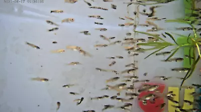 $89 (GOT GUPPY SALE) 200 Fancy Guppy Fry $89 200 Beautiful Baby Guppies Only $89 • $89