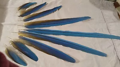 Macaw Parrot Tail  Feathers Matched Set With 5 - 22  Blue And Gold Color AAA+++ • $175