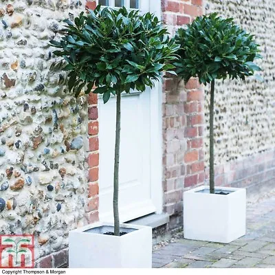 Standard Bay Tree Hardy Garden Evergreen Laurus Nobilis 1 Or 2 X 4L Pots T&M • £109.99