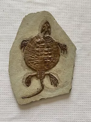$299 • Buy Placochelys Fossil Turtle Dinosaur Placodonts Skeleton With Skull Claws Triassic