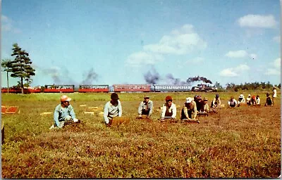 Vtg South Carver MA Edaville Railroad Train Cranberry Harvest View Postcard • $6.99