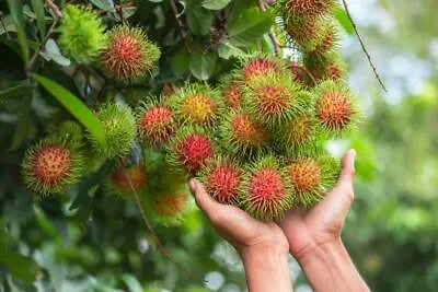 Rambutan Tropical Fruit Tree Photo Laminated Dry Erase Sign Poster 36x24 • $29.08