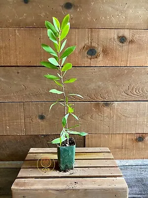 Callistemon Citrinus (Lemon Bottlebrush Tree) / Live Plant / Melaleuca Citrina • $16.95