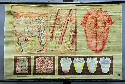 Vintage Rollable Medical Wall Chart Poster Anatomy Physiology Skin Tongue • $195.99