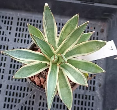 Agave Blue Glow Variegated， Large About 13cm Diameter Succulent • $80